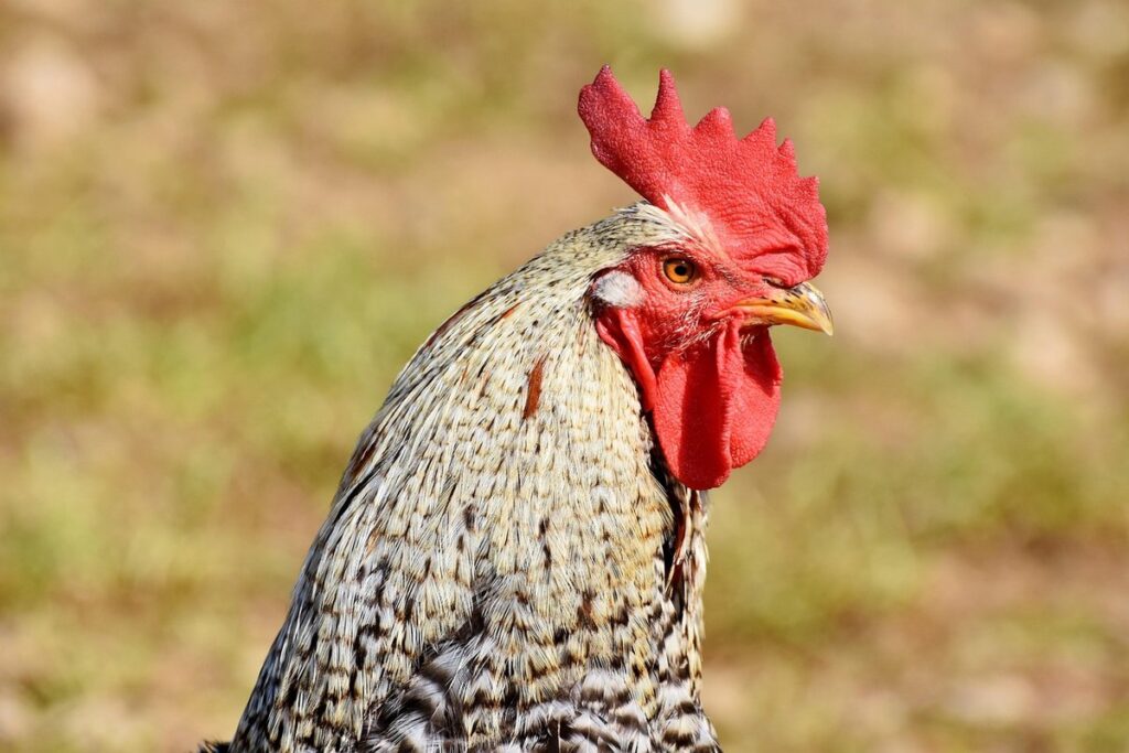 Farm bill