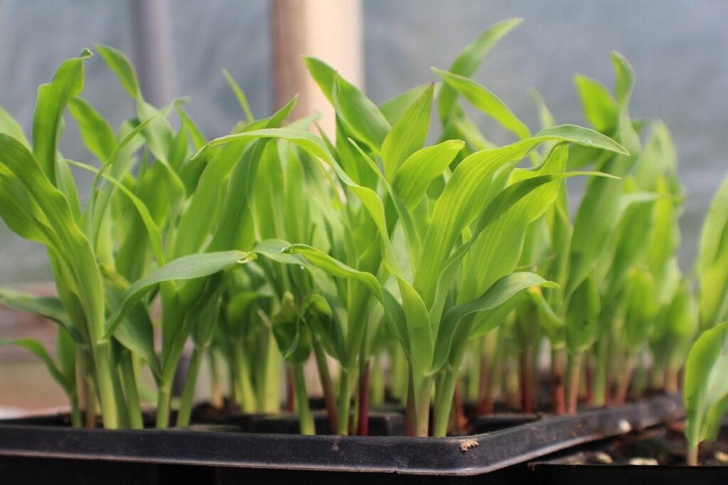 growing corn