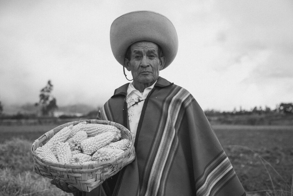 Farmer harvesting corn