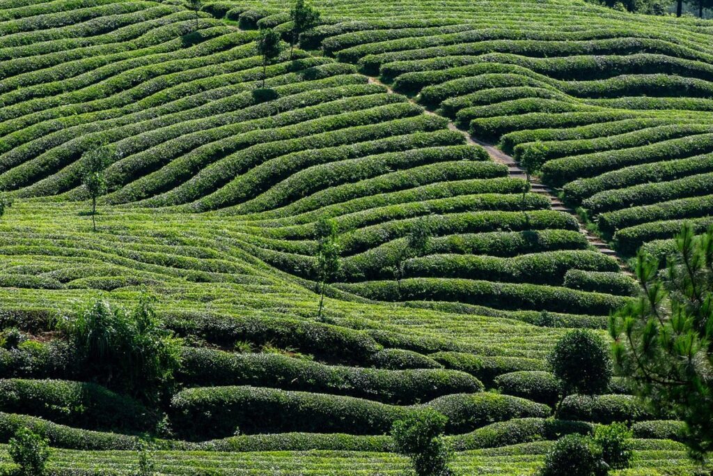 what is farmland