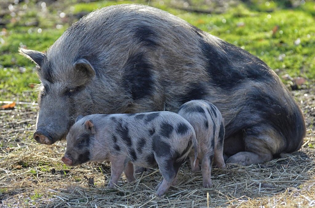 feeding pigs