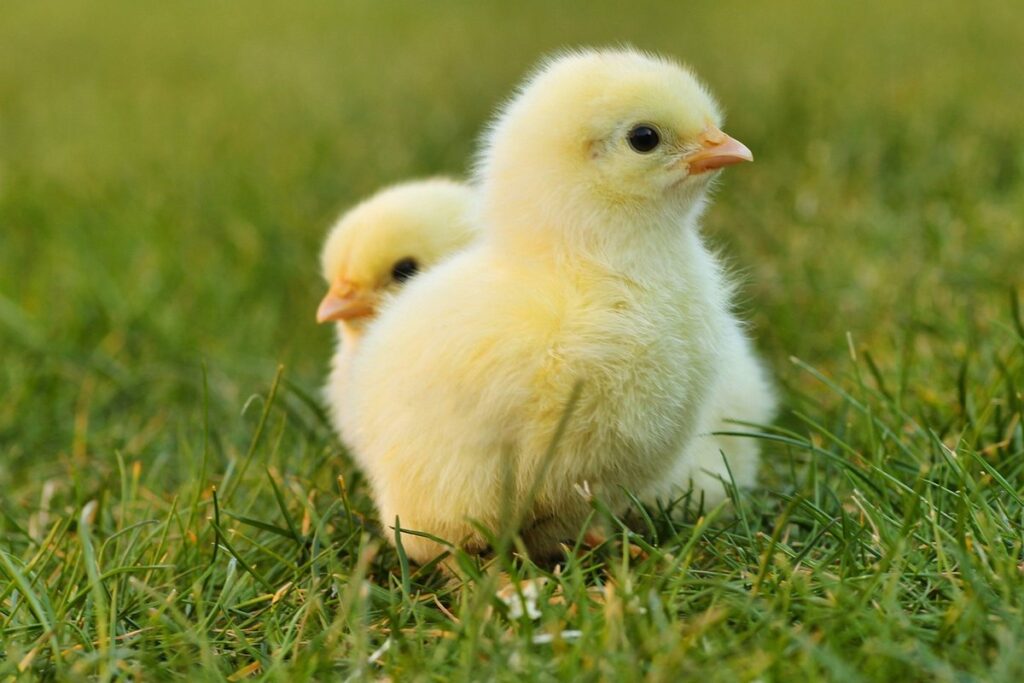 free range eggs meaning