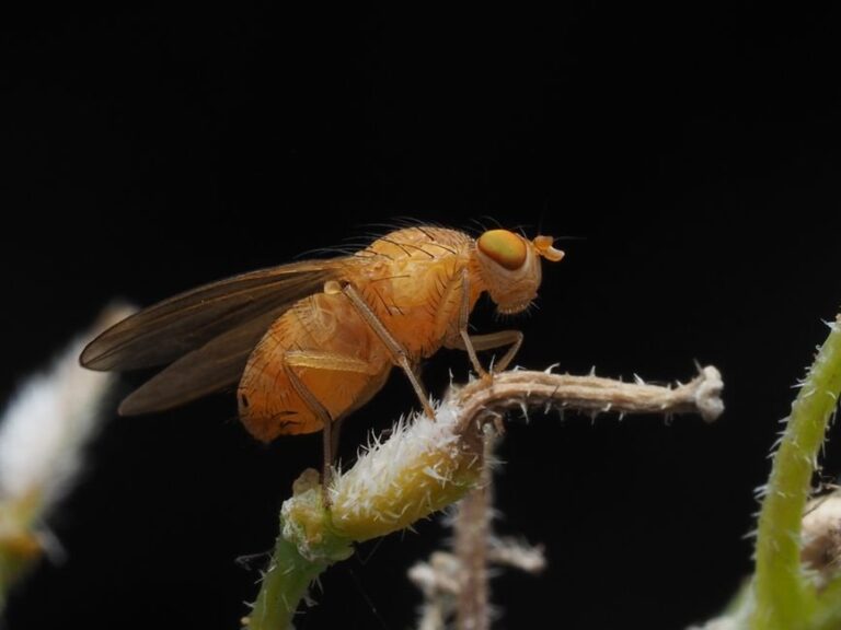 fruit fly life cycle