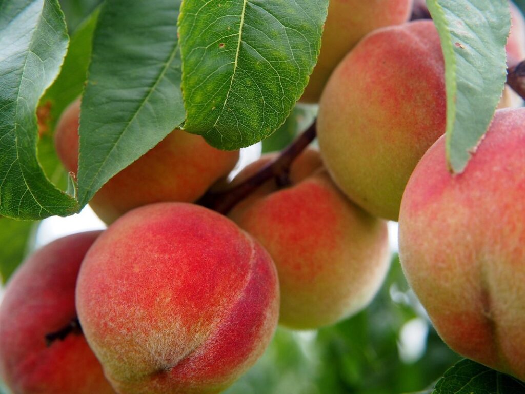 companion plants for peach trees