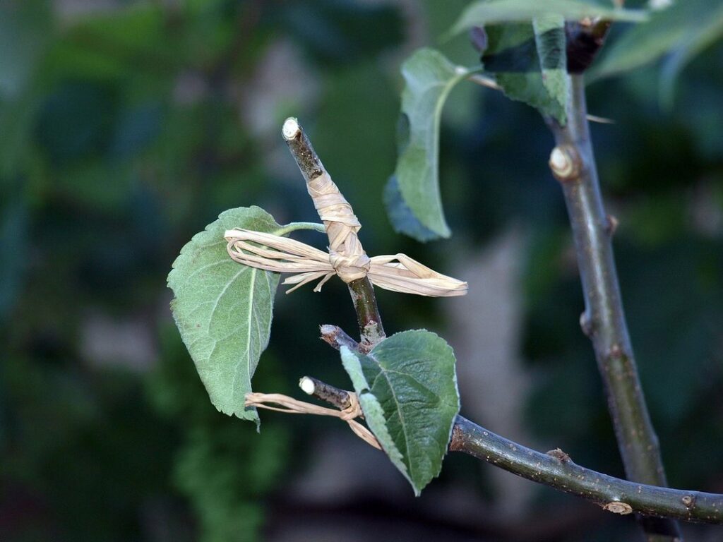 tree grafting fruit