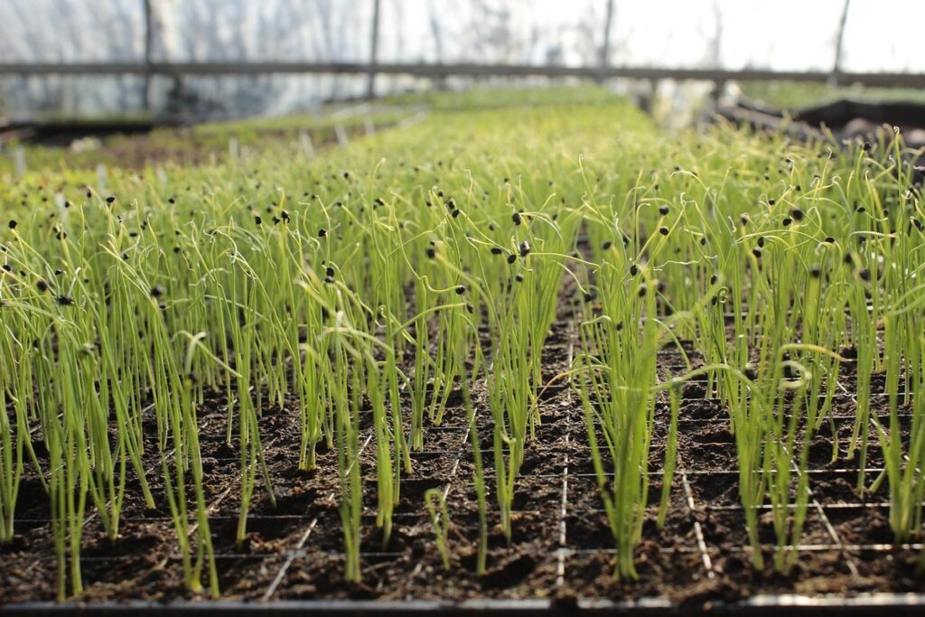 garlic farming