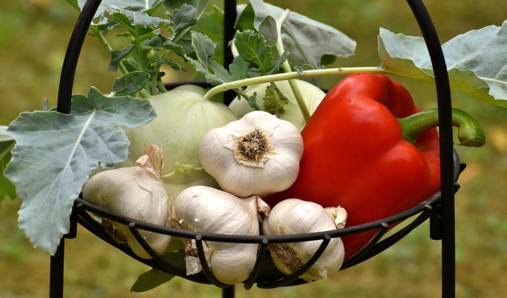 when to plant garlic