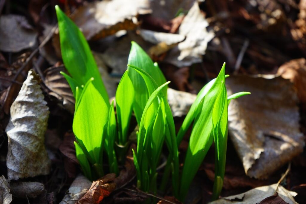 garlic sprouts