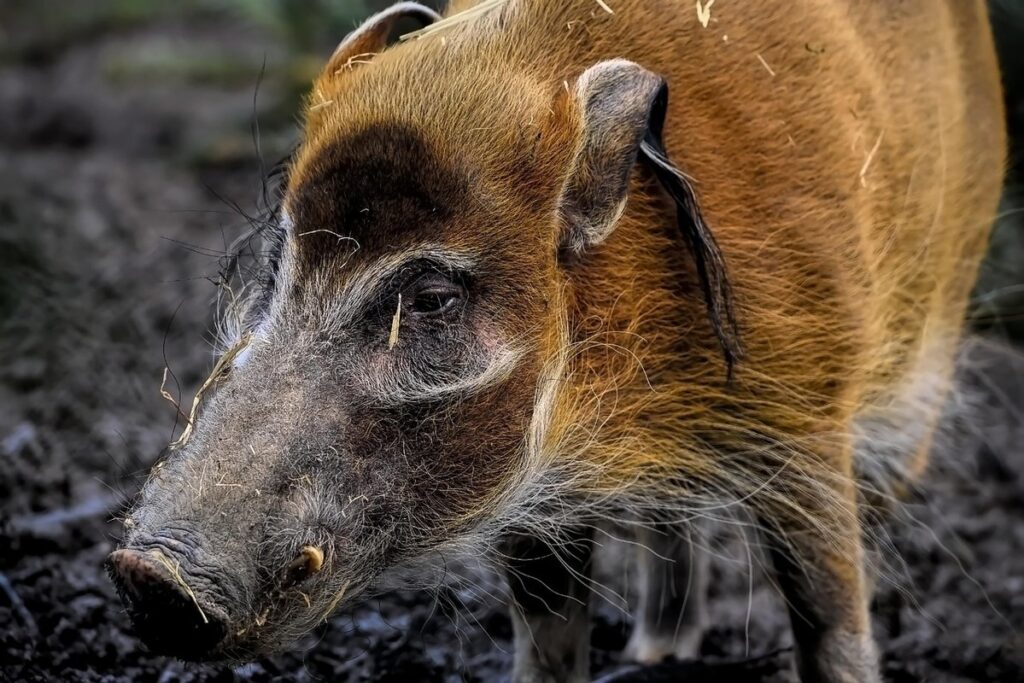 what is a gilt hog