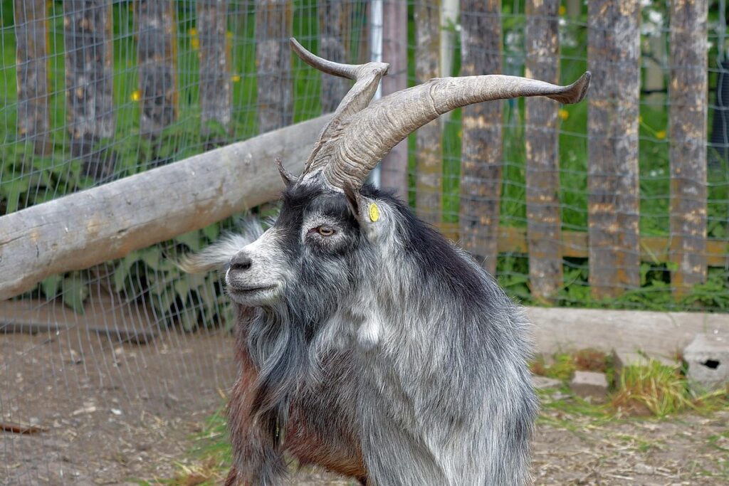goat breeds