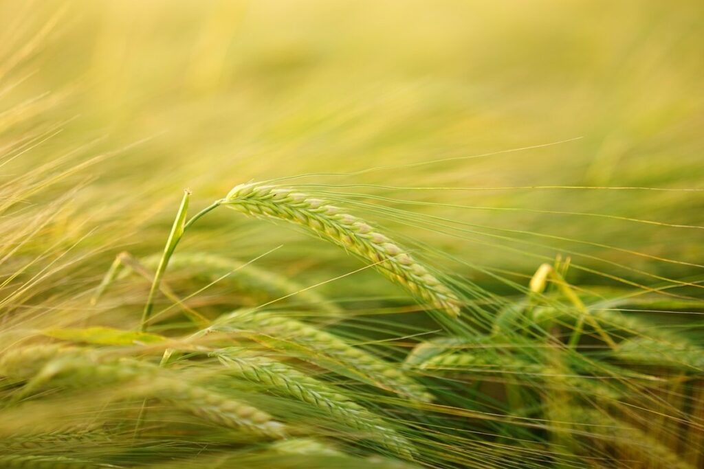 barley crop