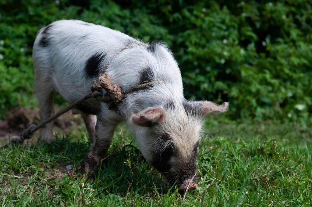 grazing pigs