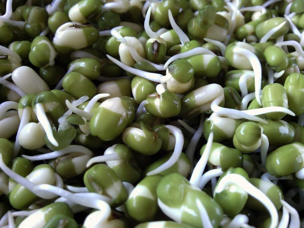 how to grow bean sprouts
