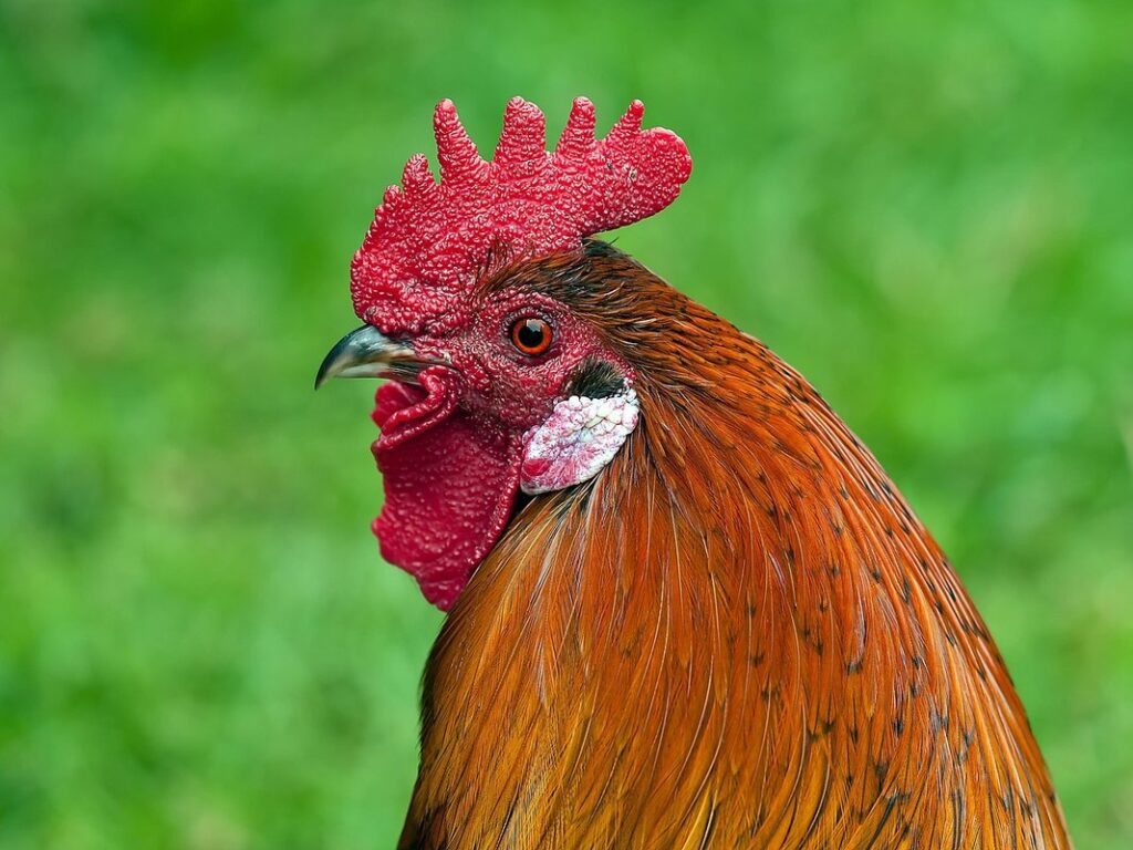 green queen chicken