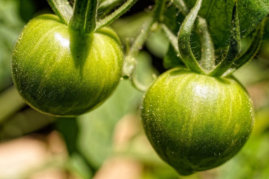 can you eat green tomatoes