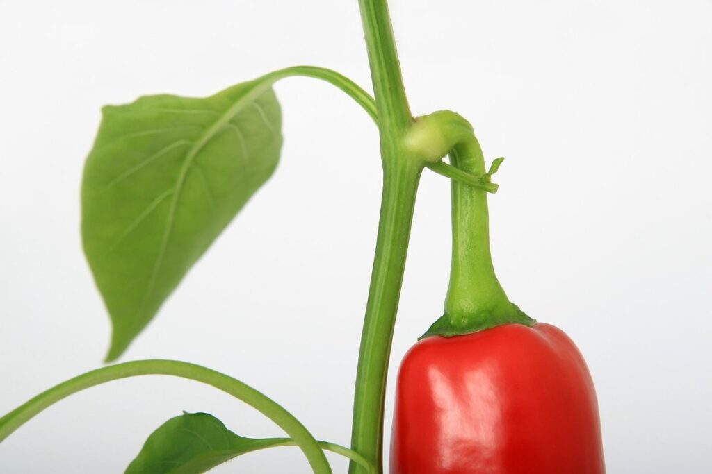 banana pepper plant size