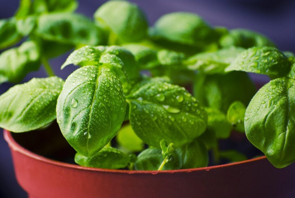 growing basil outdoors