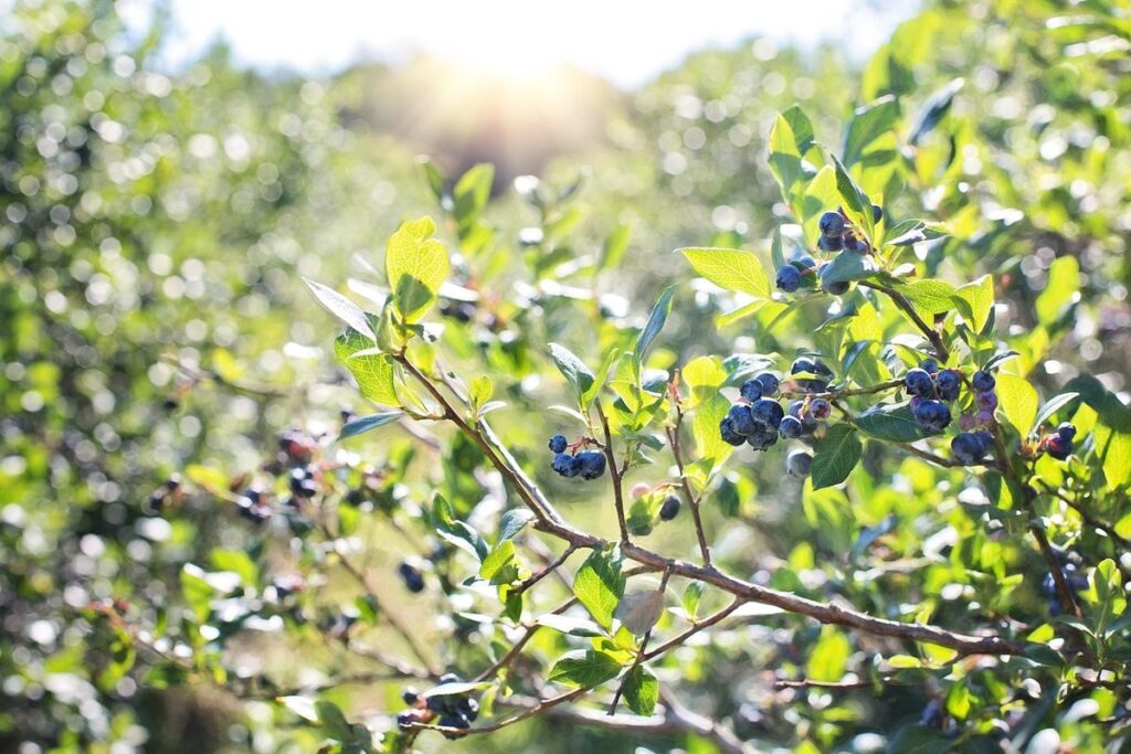 growing food