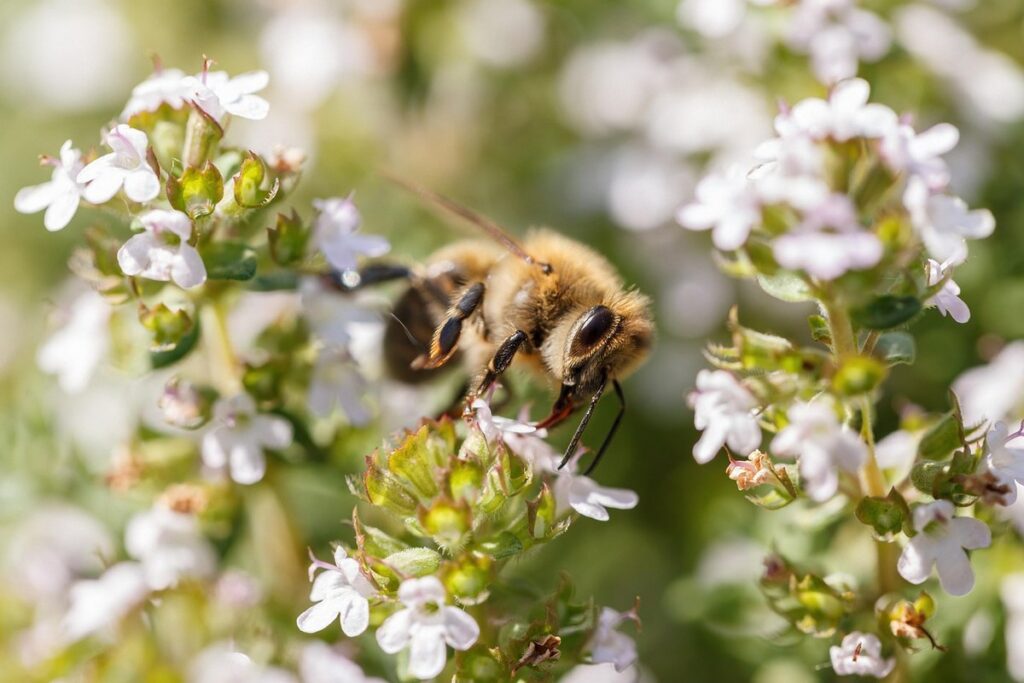 thyme varieties
