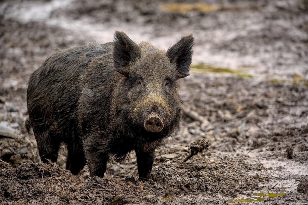 swine influenza
