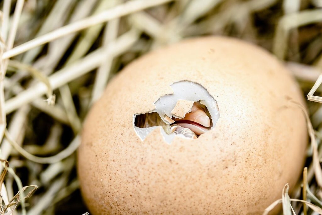 hatching chicken eggs