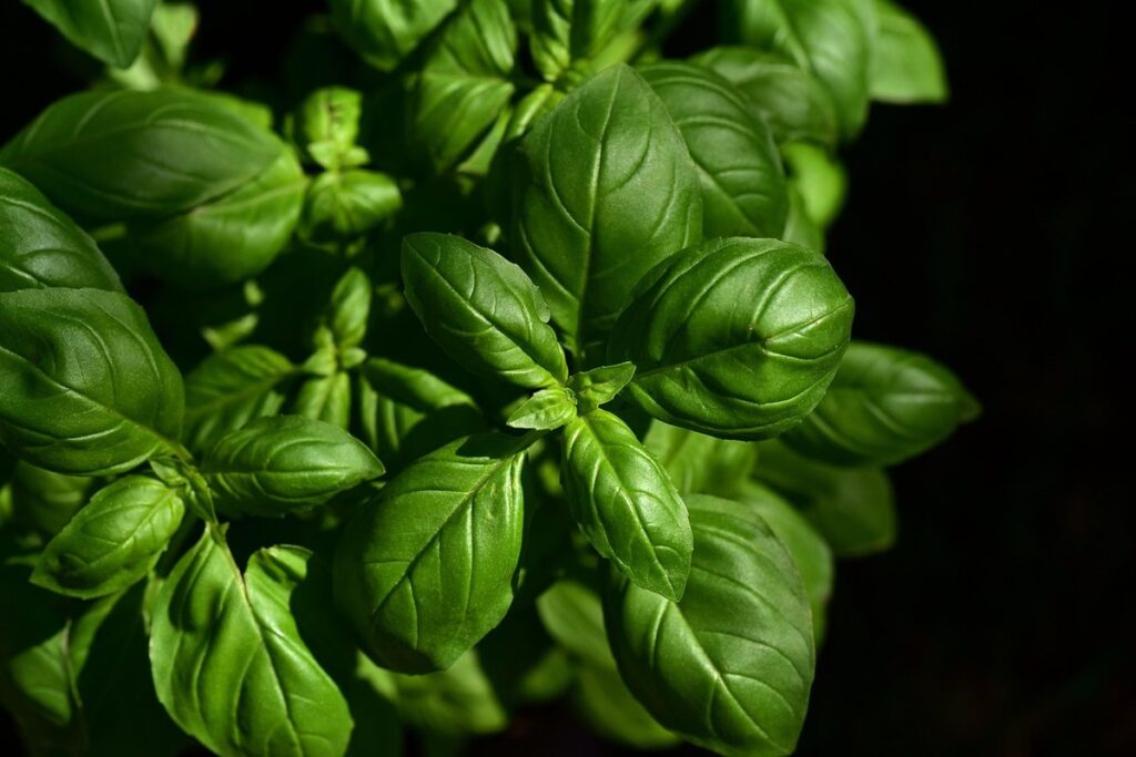 how to grow herbs