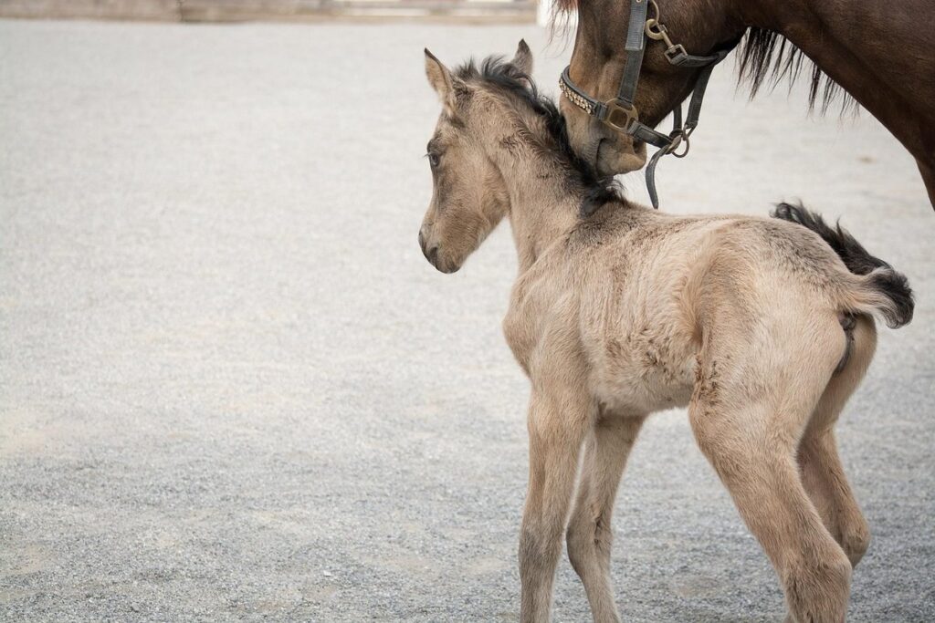 cold weather horse breeds