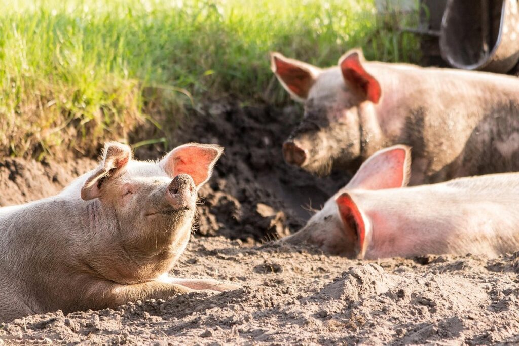 pasture pigs