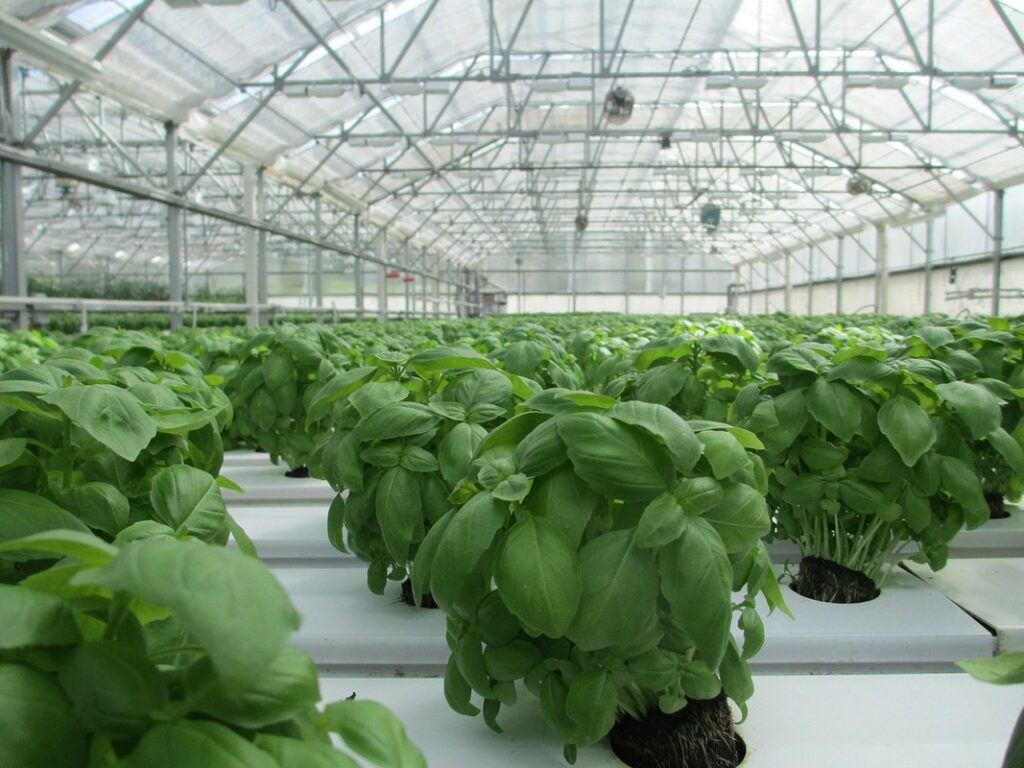 hydroponic herb garden