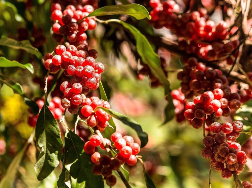 invasive plant