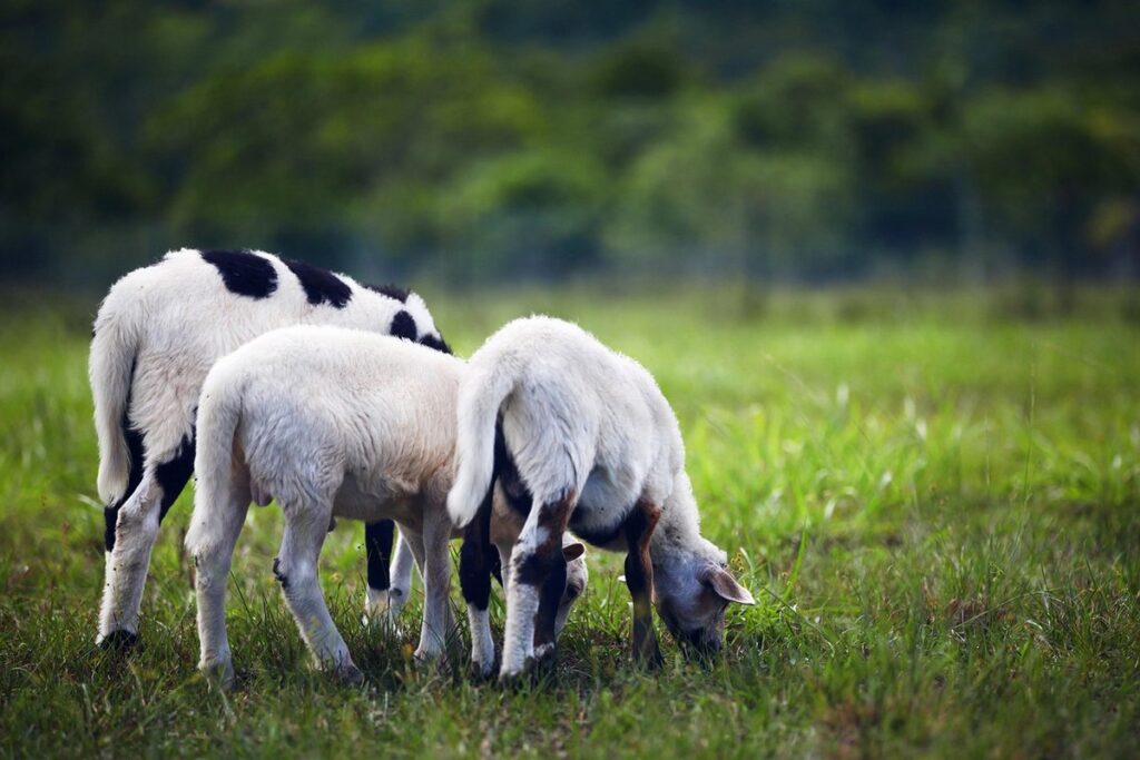katahdin sheep