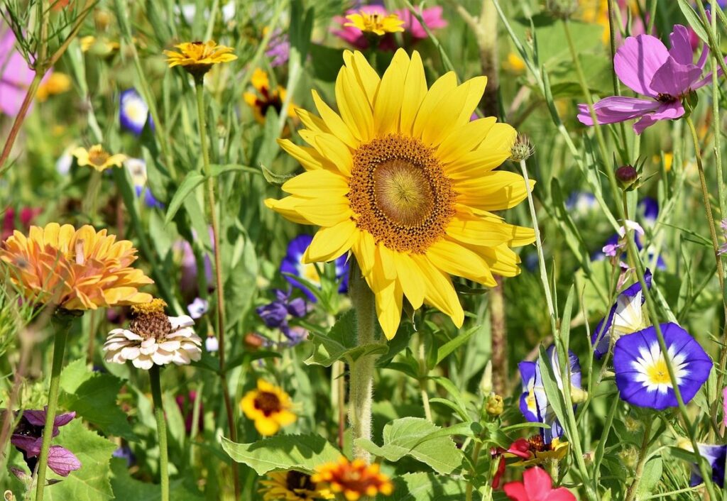 keyhole garden bed
