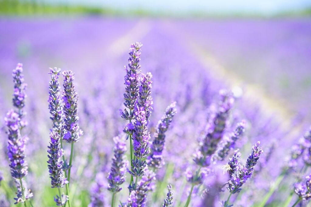 planting lavender