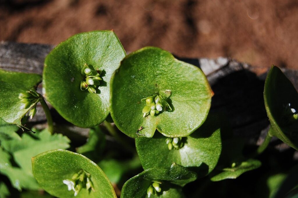 leaf miners