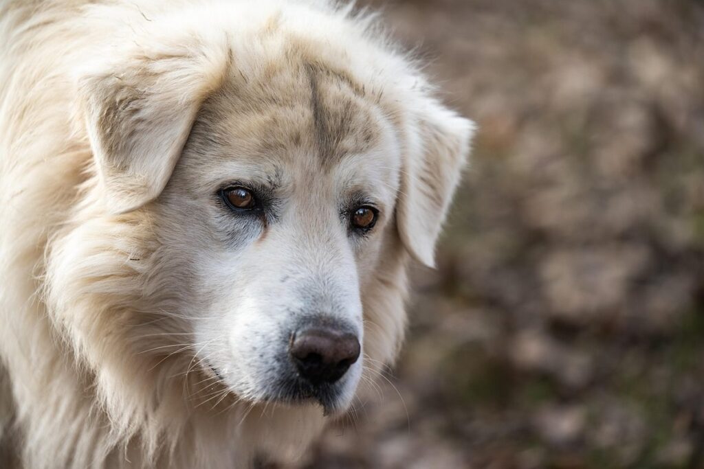 maremma sheepdog vs great pyrenees