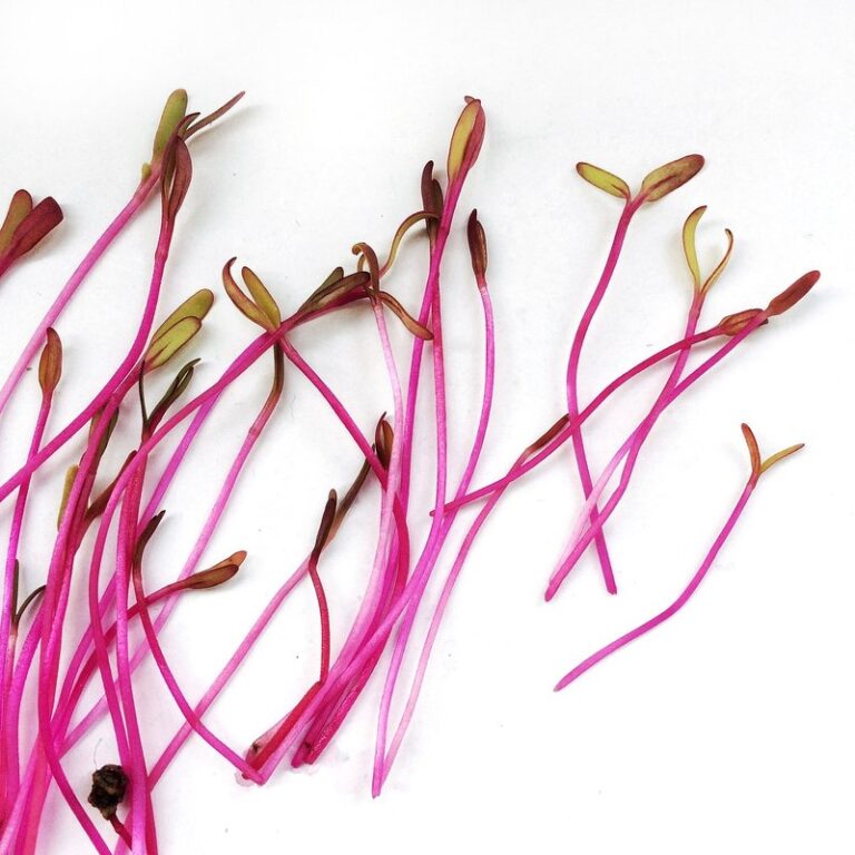 how to grow bulls blood microgreens beets