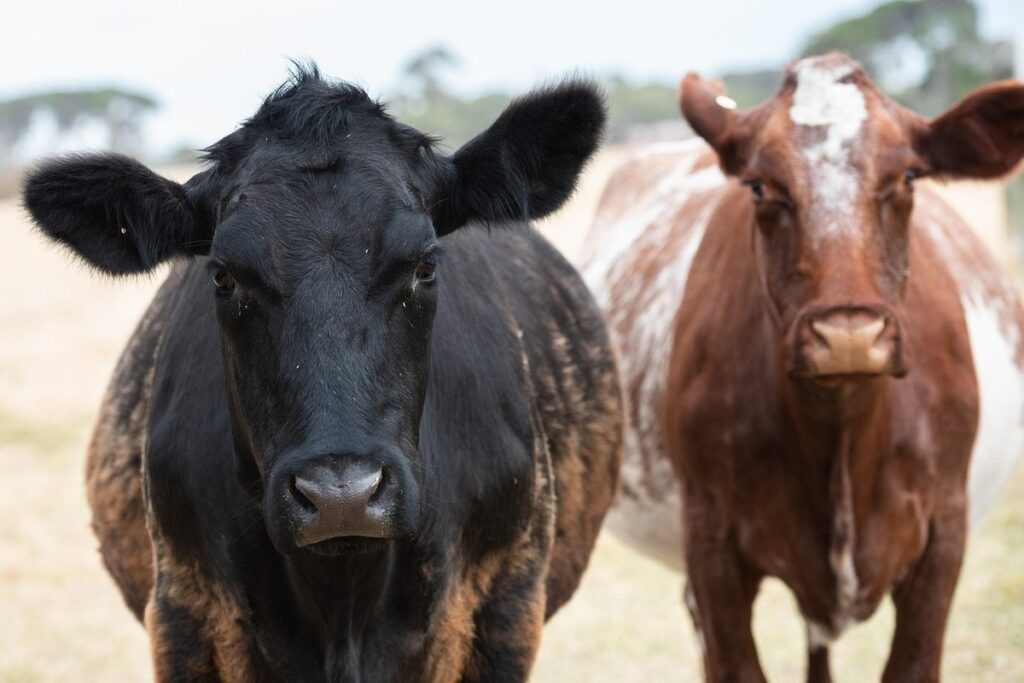 milking shorthorn cattle