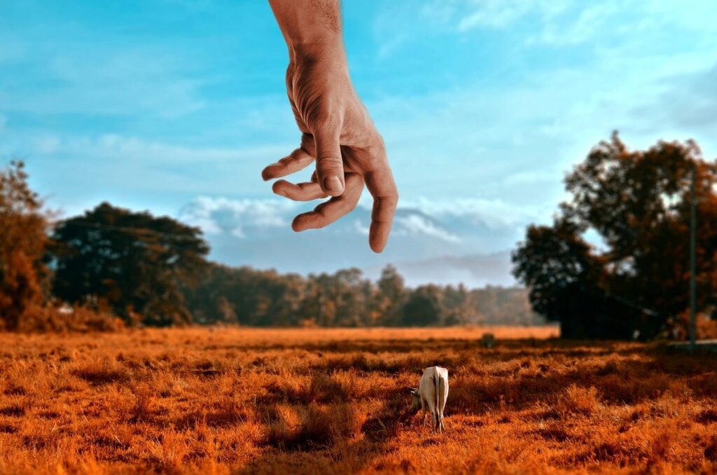 how big do miniature cows get