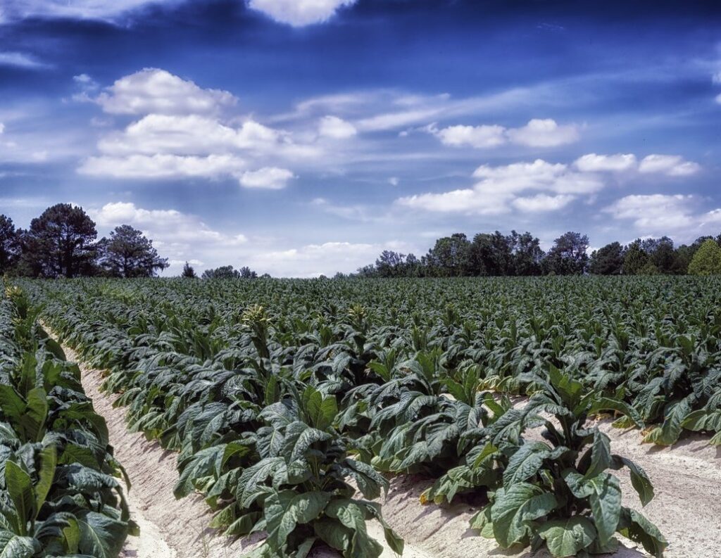 north carolina crops