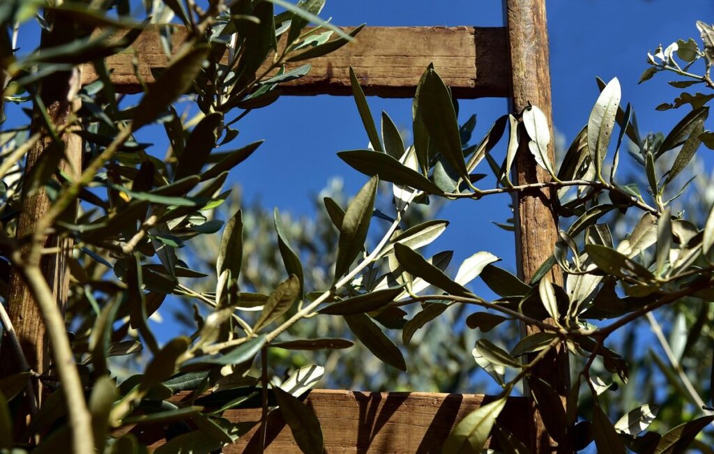 growing olives indoors
