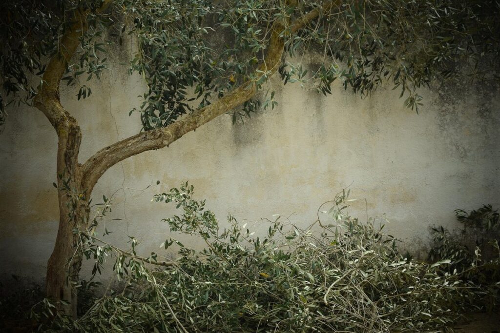 how to prune olive trees in pots