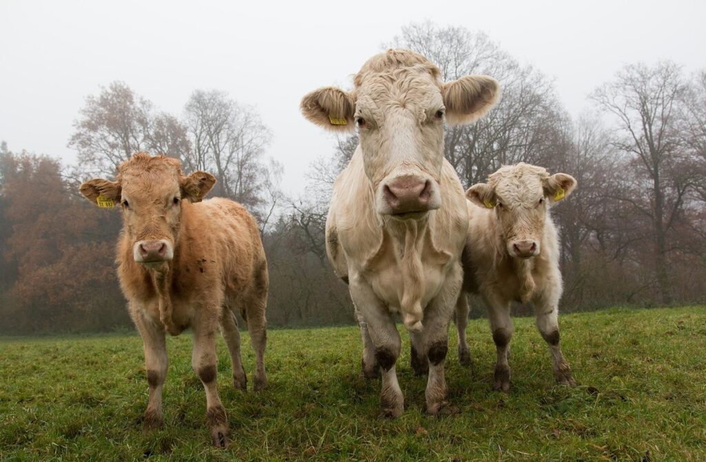 organic dairy farming