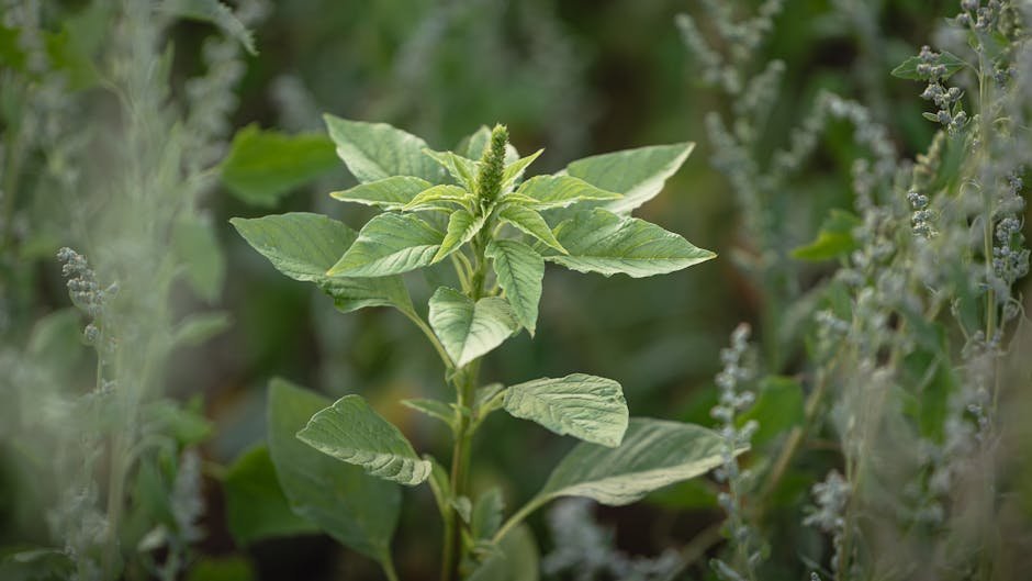 Palmer amaranth vs waterhemp -> Palmer amaranth weeds