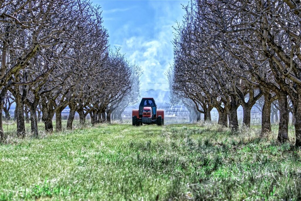 pecan farming