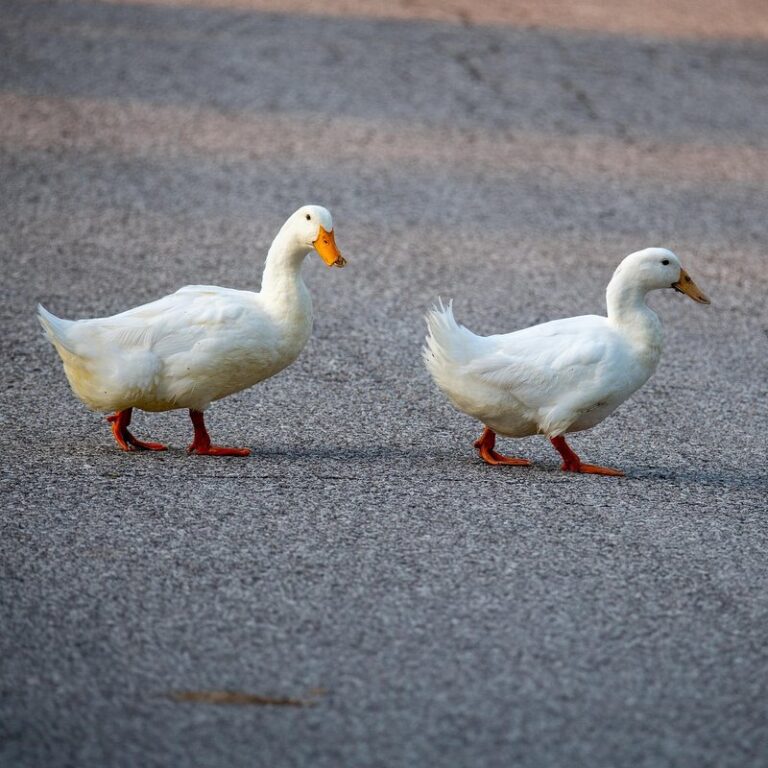 pekin ducks