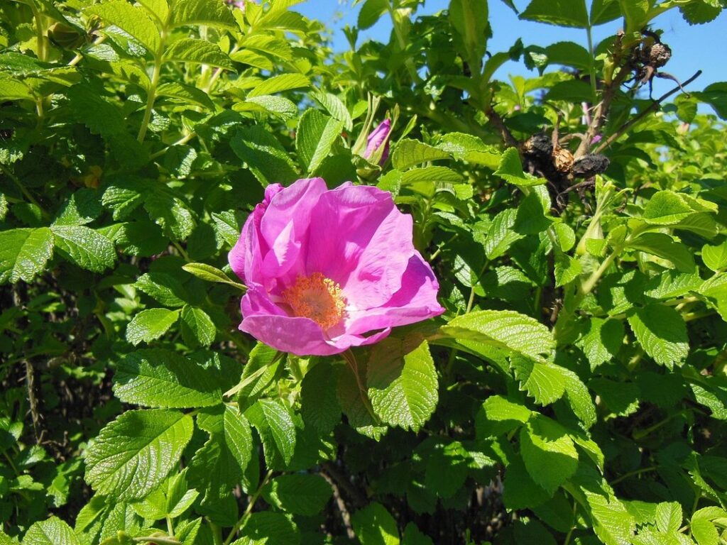 plant suckering