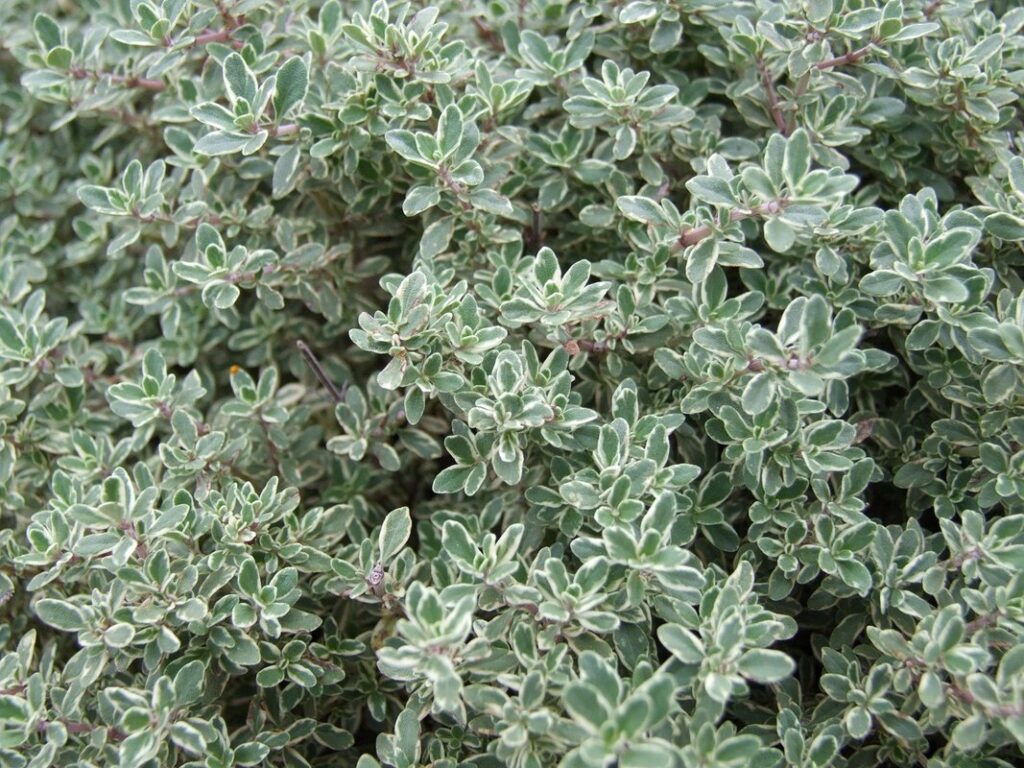 plant thyme herb