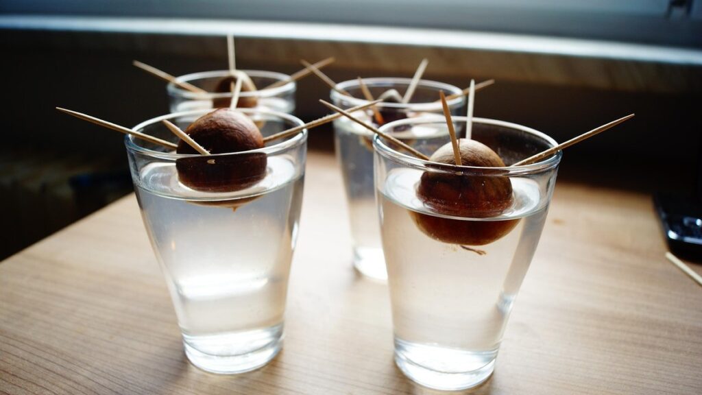 planting avocado seed
