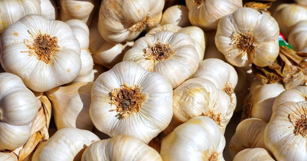 planting garlic cloves
