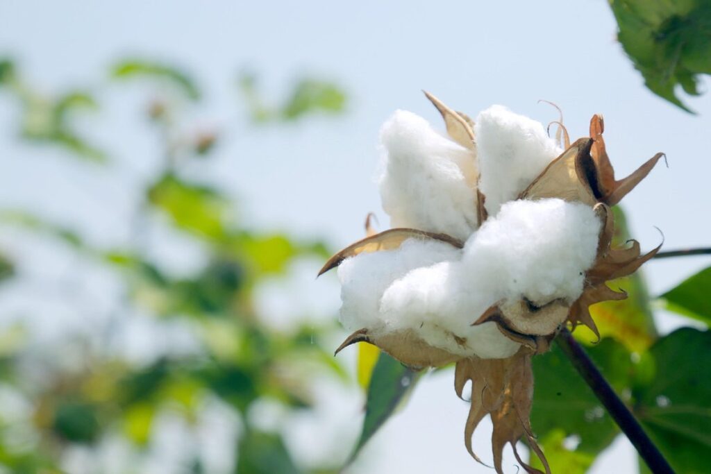 planting of cotton
